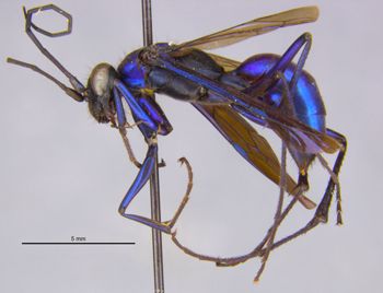 Media type: image;   Entomology 25739 Aspect: habitus lateral view